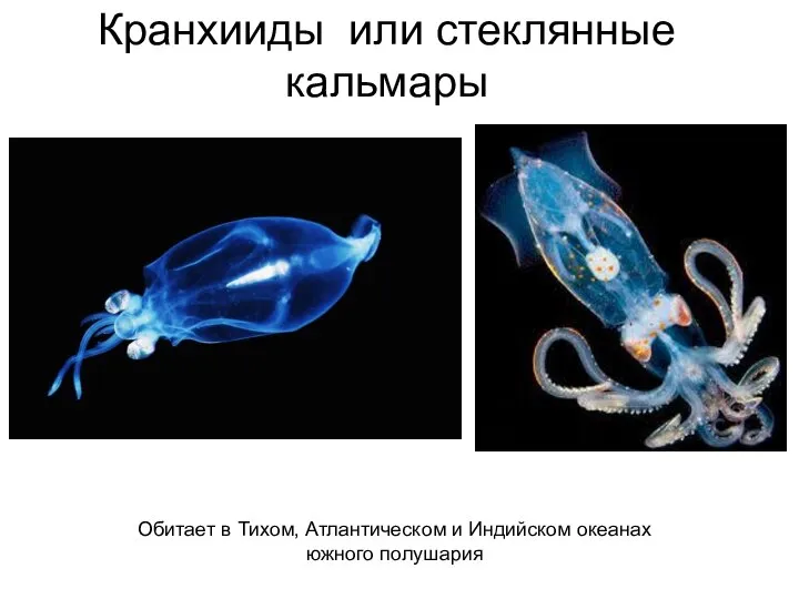 Кранхииды или стеклянные кальмары Обитает в Тихом, Атлантическом и Индийском океанах южного полушария