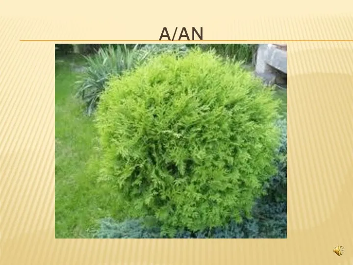 A/AN