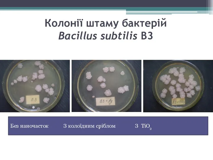 Колонії штаму бактерій Bacillus subtilis В3 Без наночасток З колоїдним сріблом З TiO2