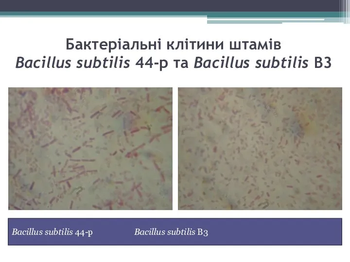 Бактеріальні клітини штамів Bacillus subtilis 44-р та Bacillus subtilis В3 Bacillus subtilis 44-р Bacillus subtilis В3