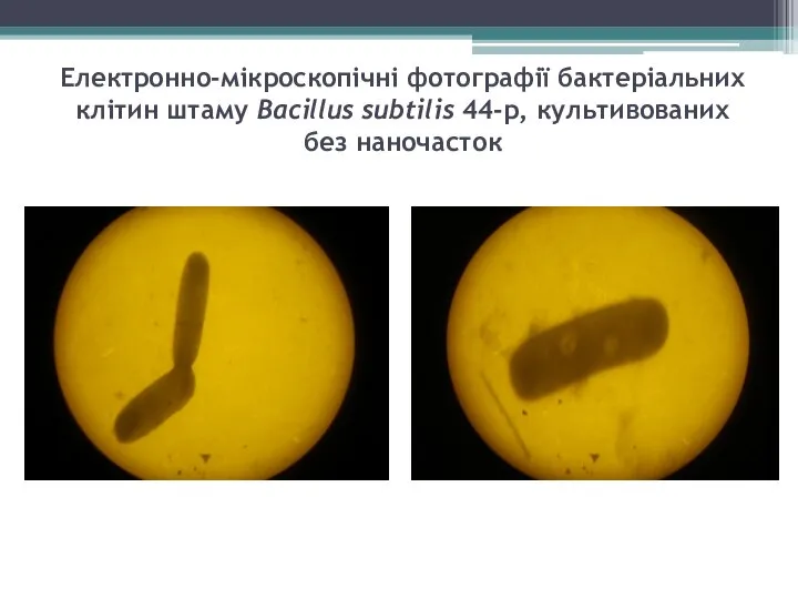 Електронно-мікроскопічні фотографії бактеріальних клітин штаму Bacillus subtilis 44-р, культивованих без наночасток