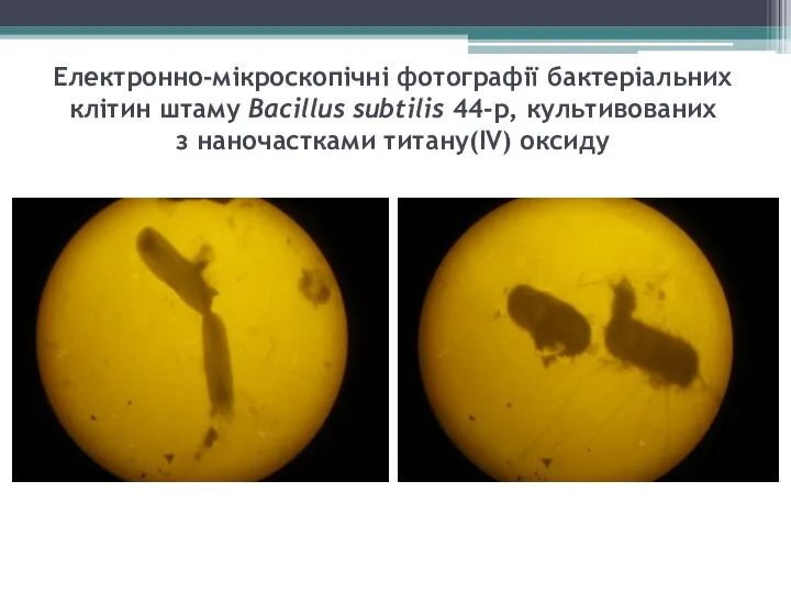 Електронно-мікроскопічні фотографії бактеріальних клітин штаму Bacillus subtilis 44-р, культивованих з наночастками титану(IV) оксиду