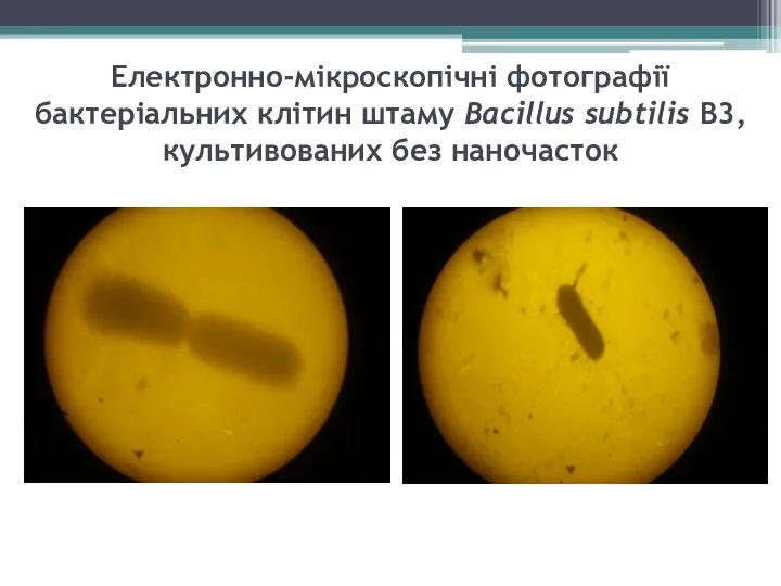 Електронно-мікроскопічні фотографії бактеріальних клітин штаму Bacillus subtilis В3, культивованих без наночасток