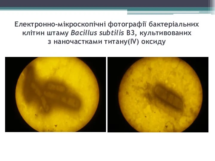 Електронно-мікроскопічні фотографії бактеріальних клітин штаму Bacillus subtilis В3, культивованих з наночастками титану(IV) оксиду