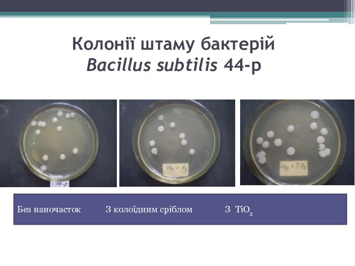 Колонії штаму бактерій Bacillus subtilis 44-р Без наночасток З колоїдним сріблом З TiO2