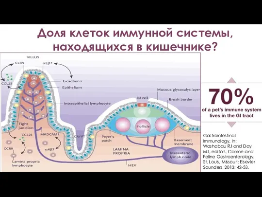 Доля клеток иммунной системы, находящихся в кишечнике? Gastrointestinal Immunology. In: Washabau RJ