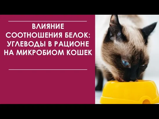 ВЛИЯНИЕ СООТНОШЕНИЯ БЕЛОК:УГЛЕВОДЫ В РАЦИОНЕ НА МИКРОБИОМ КОШЕК