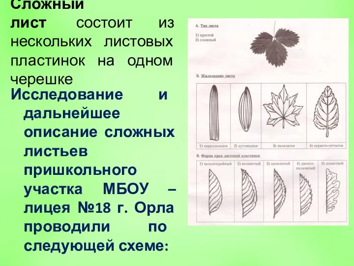 Сложный лист состоит из нескольких листовых пластинок на одном черешке Исследование и