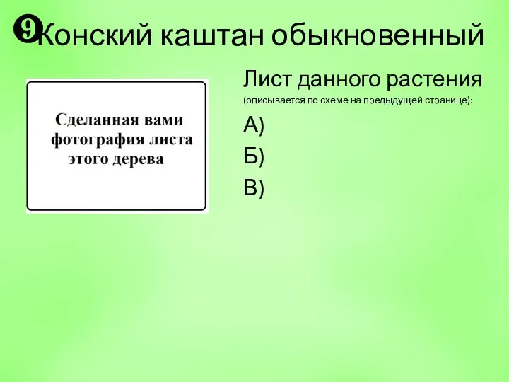 Лист данного растения (описывается по схеме на предыдущей странице): А) Б) В) ❾ Конский каштан обыкновенный