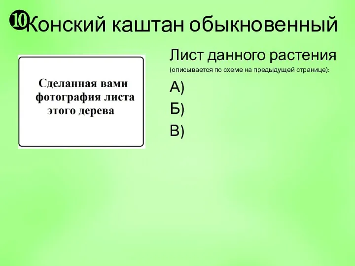 Лист данного растения (описывается по схеме на предыдущей странице): А) Б) В) ❿ Конский каштан обыкновенный