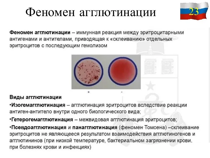 Феномен агглютинации