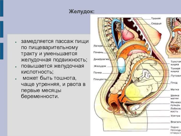 Желудок: замедляется пассаж пищи по пищеварительному тракту и уменьшается желудочная подвижность; повышается