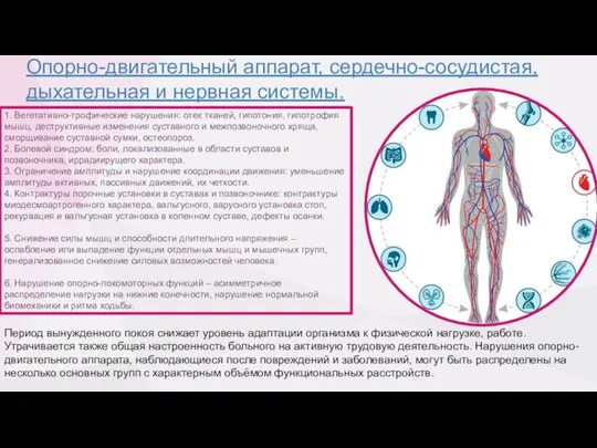 Опорно-двигательный аппарат, сердечно-сосудистая, дыхательная и нервная системы. Период вынужденного покоя снижает уровень