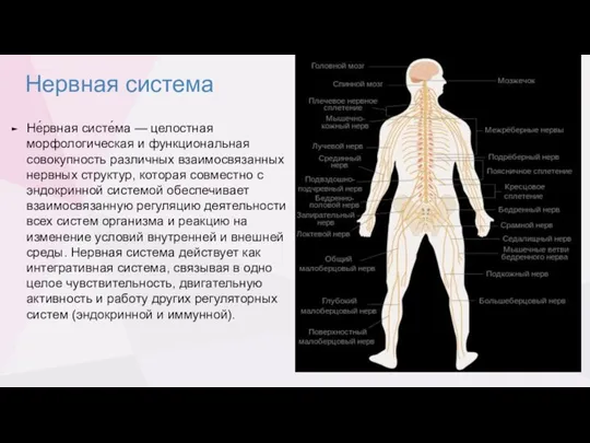 Нервная система Не́рвная систе́ма — целостная морфологическая и функциональная совокупность различных взаимосвязанных