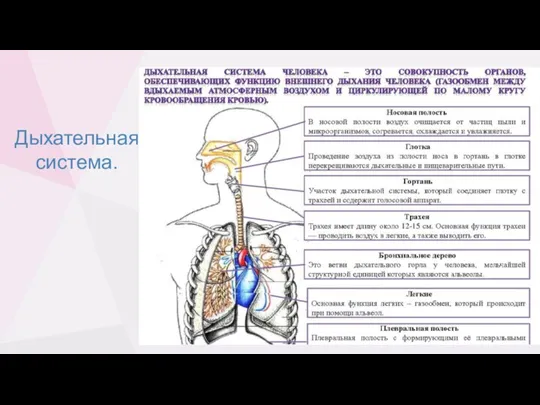 Дыхательная система.