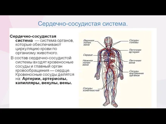 Сердечно-сосудистая система.