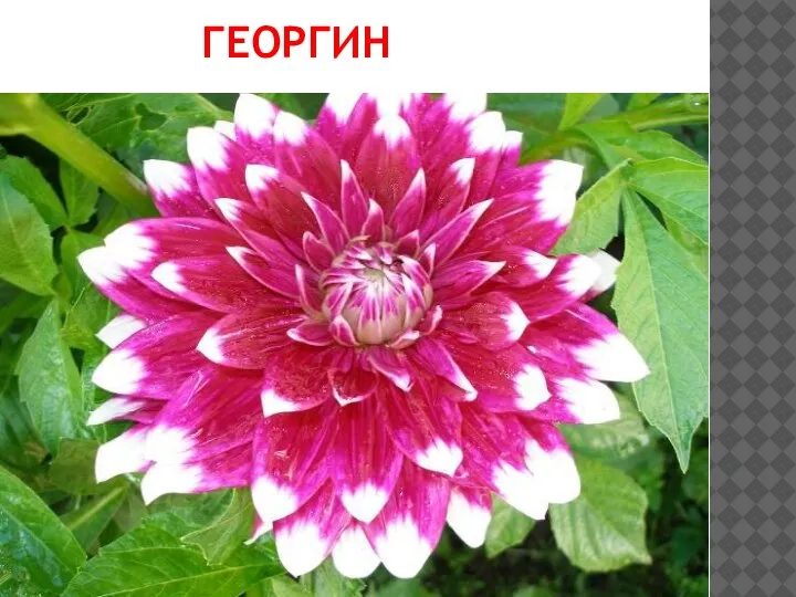 ГЕОРГИН