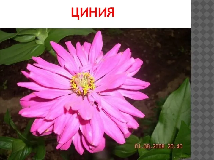 ЦИНИЯ