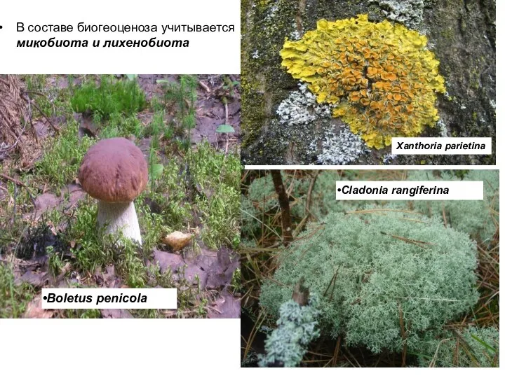 В составе биогеоценоза учитывается микобиота и лихенобиота Cladonia rangiferina Boletus penicola Xanthoria parietina