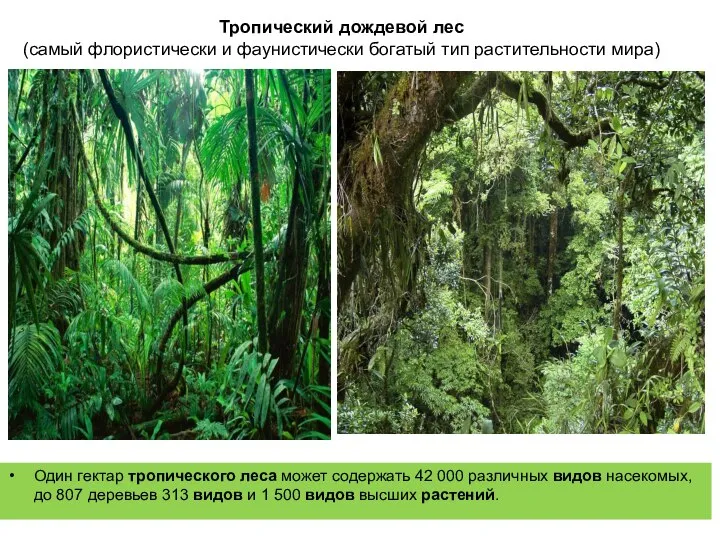Тропический дождевой лес (самый флористически и фаунистически богатый тип растительности мира) Один