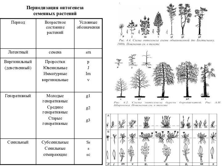 Периодизация онтогенеза семенных растений