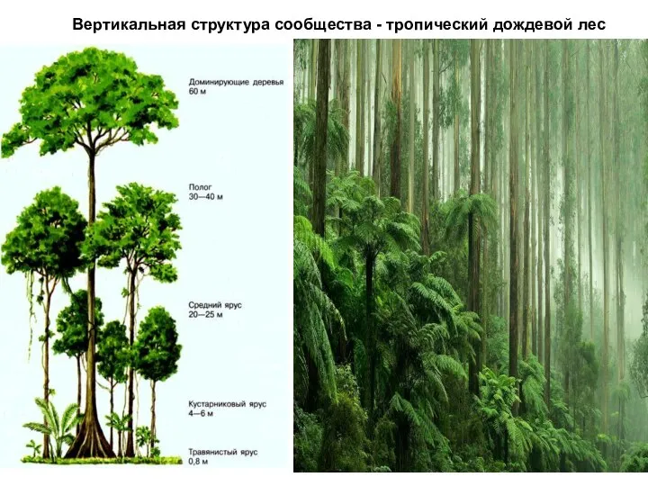 Вертикальная структура сообщества - тропический дождевой лес