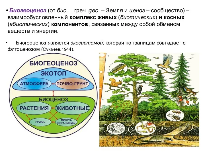 Биогеоценоз (от био..., греч. geо – Земля и ценоз – сообщество) –