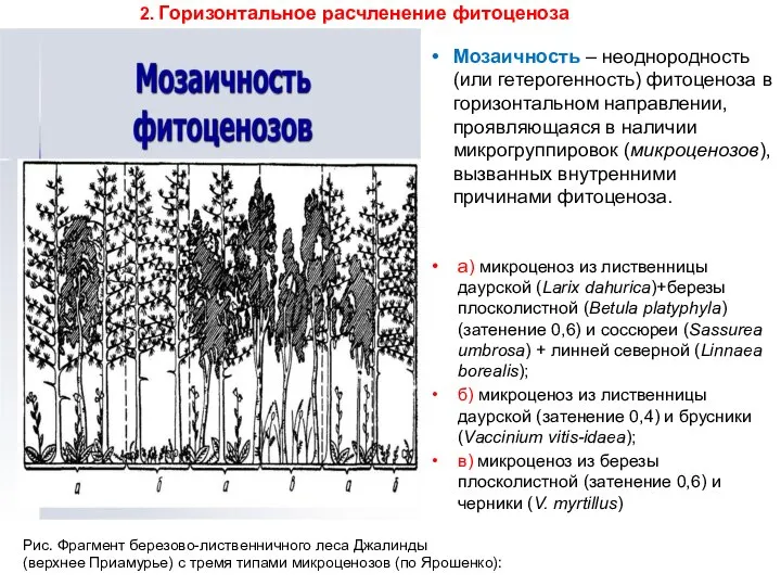 а) микроценоз из лиственницы даурской (Larix dahurica)+березы плосколистной (Betula platyphyla) (затенение 0,6)