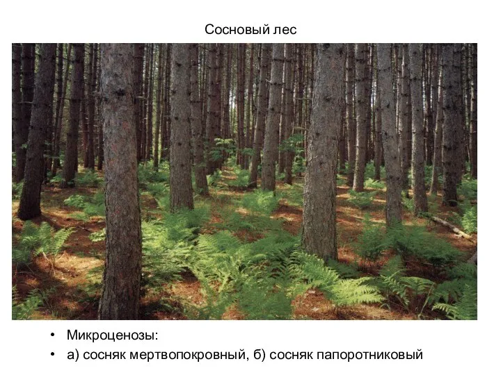 Сосновый лес Микроценозы: а) сосняк мертвопокровный, б) сосняк папоротниковый
