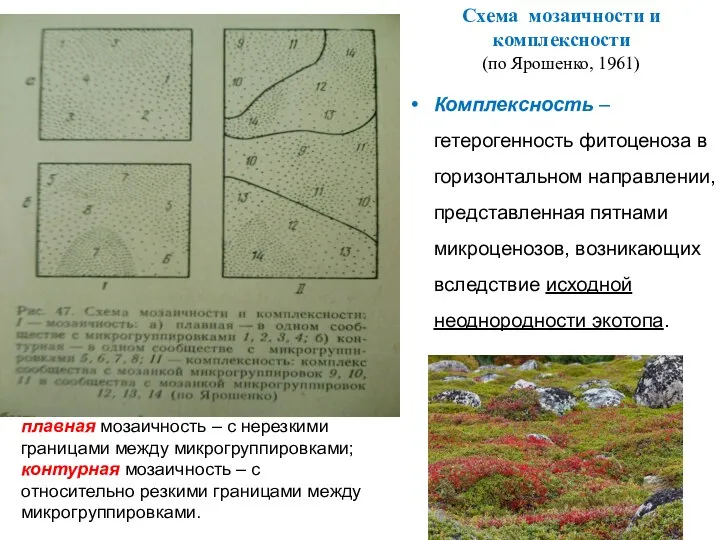 Схема мозаичности и комплексности (по Ярошенко, 1961) Комплексность – гетерогенность фитоценоза в