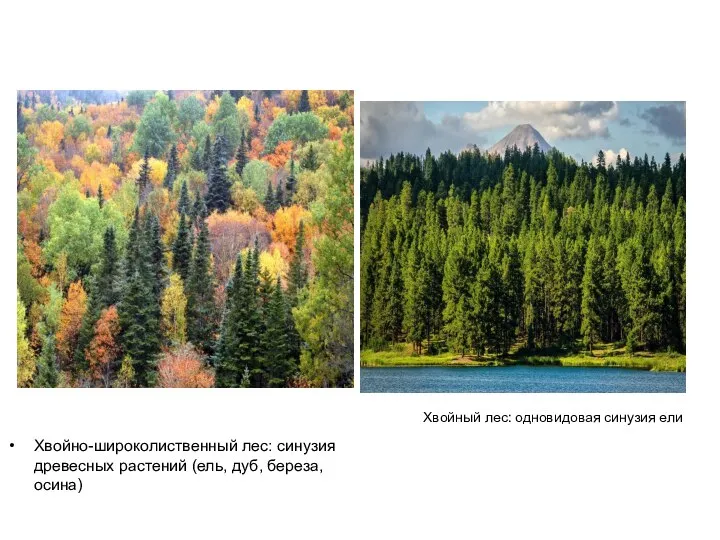 Хвойно-широколиственный лес: синузия древесных растений (ель, дуб, береза, осина) Хвойный лес: одновидовая синузия ели
