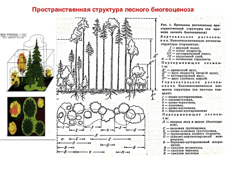 Пространственная структура лесного биогеоценоза