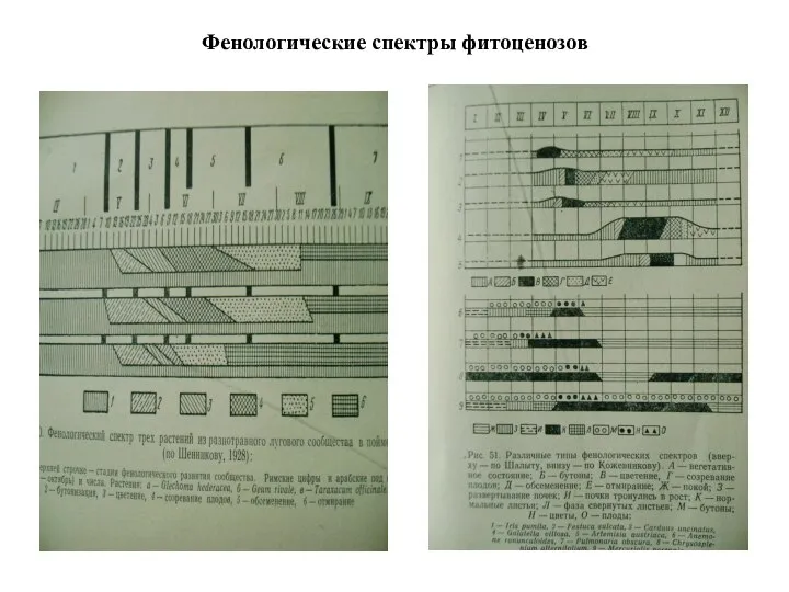 Фенологические спектры фитоценозов