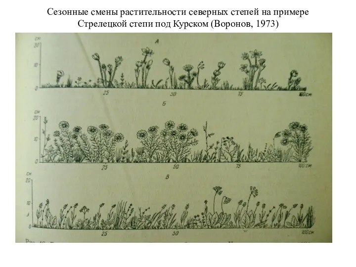 Сезонные смены растительности северных степей на примере Стрелецкой степи под Курском (Воронов, 1973)