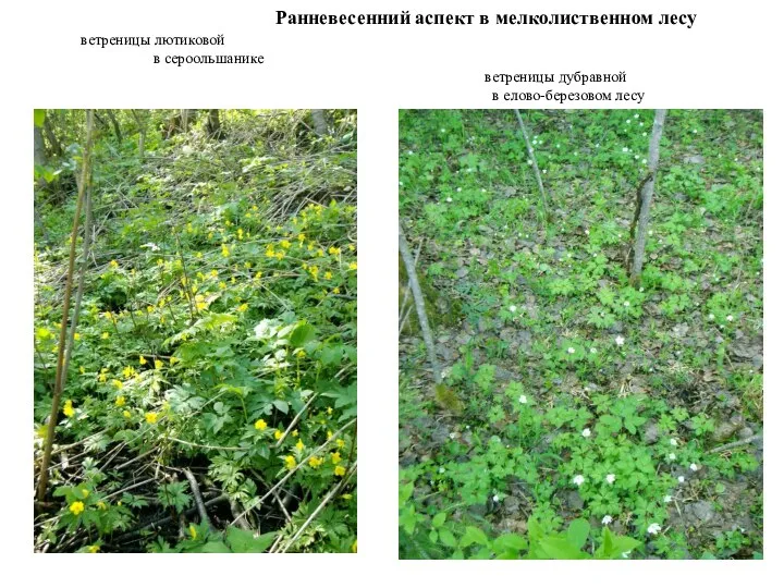 Ранневесенний аспект в мелколиственном лесу ветреницы лютиковой в сероольшанике ветреницы дубравной в елово-березовом лесу