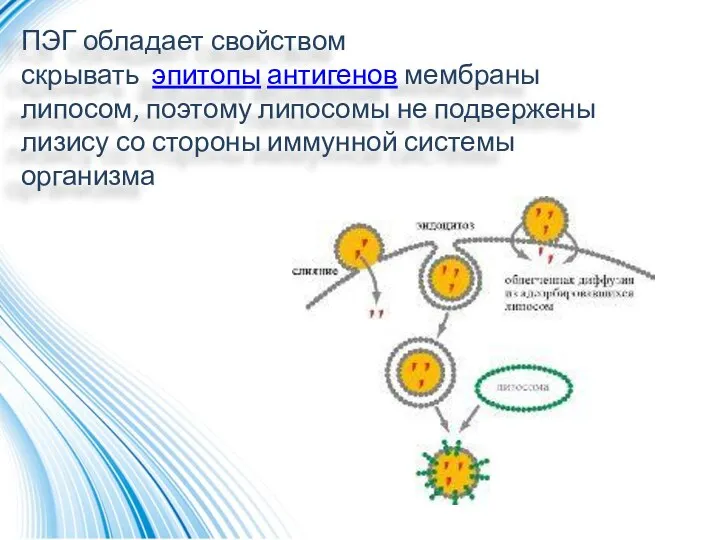 ПЭГ обладает свойством скрывать эпитопы антигенов мембраны липосом, поэтому липосомы не подвержены