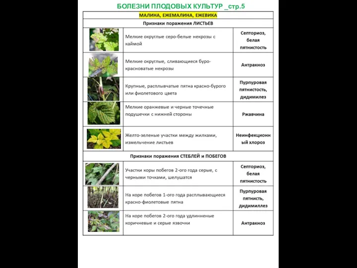 БОЛЕЗНИ ПЛОДОВЫХ КУЛЬТУР _стр.5