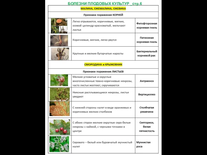 БОЛЕЗНИ ПЛОДОВЫХ КУЛЬТУР _стр.6