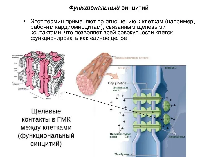 Функциональный синцитий Этот термин применяют по отношению к клеткам (например, рабочим кардиомиоцитам),