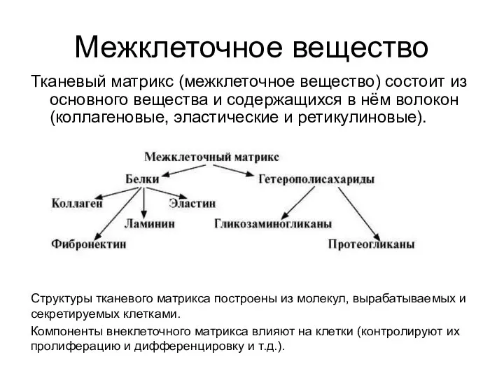 Межклеточное вещество Тканевый матрикс (межклеточное вещество) состоит из основного вещества и содержащихся