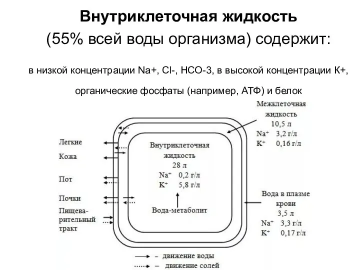 Внутриклеточная жидкость (55% всей воды организма) содержит: в низкой концентрации Na+, Cl-,