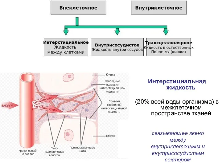 Интерстициальная жидкость (20% всей воды организма) в межклеточном пространстве тканей связывающее звено