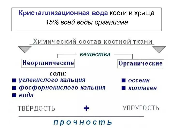 Кристаллизационная вода кости и хряща 15% всей воды организма