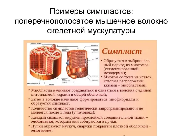 Примеры симпластов: поперечнополосатое мышечное волокно скелетной мускулатуры