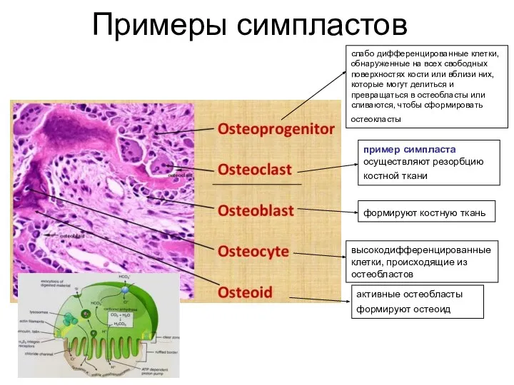 Примеры симпластов формируют костную ткань высокодифференцированные клетки, происходящие из остеобластов активные остеобласты