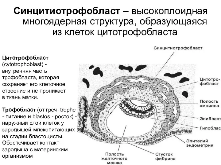 Синцитиотрофобласт – высокоплоидная многоядерная структура, образующаяся из клеток цитотрофобласта Цитотрофобласт (cytotrophoblast) -