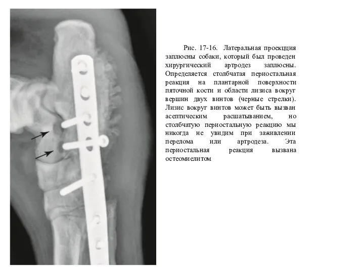 Рис. 17-16. Латеральная проекцция заплюсны собаки, который был проведен хирургический артродез заплюсны.