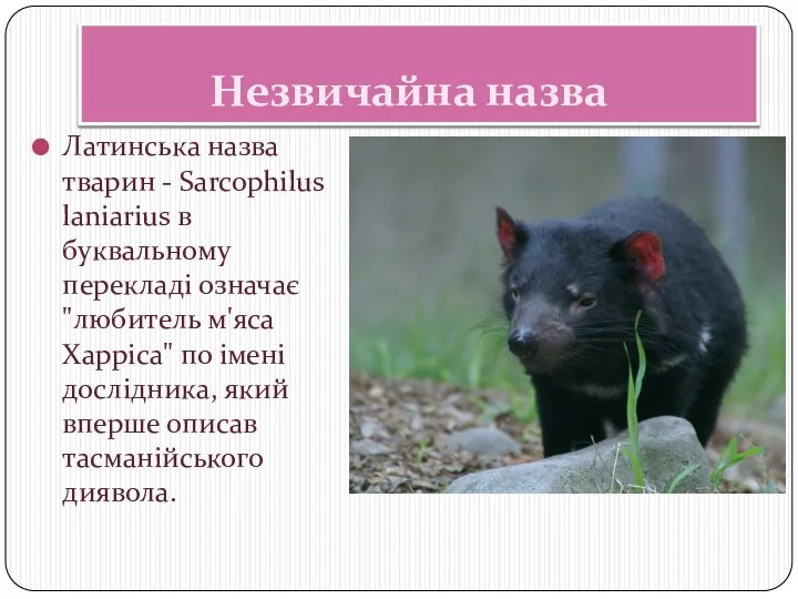 Незвичайна назва Латинська назва тварин - Sarcophilus laniarius в буквальному перекладі означає