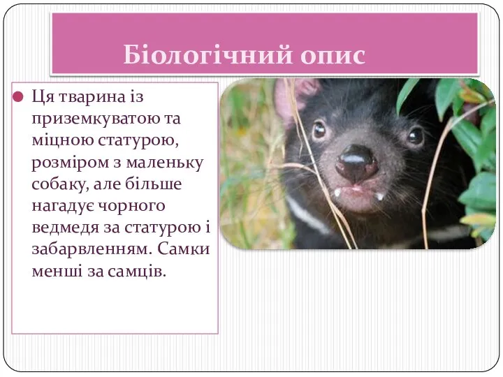 Біологічний опис Ця тварина із приземкуватою та міцною статурою, розміром з маленьку