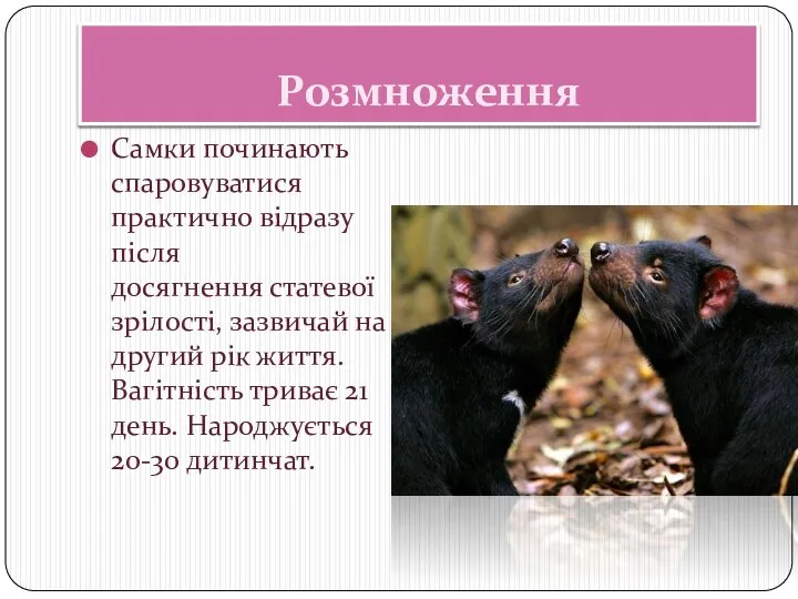 Розмноження Самки починають спаровуватися практично відразу після досягнення статевої зрілості, зазвичай на